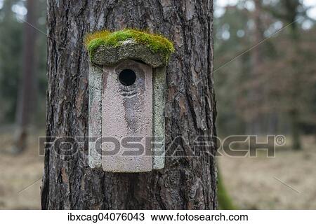 "Moss-covered bird house, Hesse, Germany, Europe" View Large Photo Image Stock Image - "Moss-covered bird house, Hesse, Germany, Europe". Fotosearch