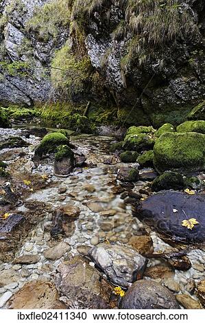 "Moss covered rocks with autumn leaves, Wasserlochklamm gorge, Palfau, Liezen, Upper Styria, Styria, Austria, Europe" View Large Photo Image Stock Image - "Moss covered rocks with autumn leaves, Wasserlochklamm gorge, Palfau, Liezen, Upper Styria, Styria, Austria, Europe". Fotosearch