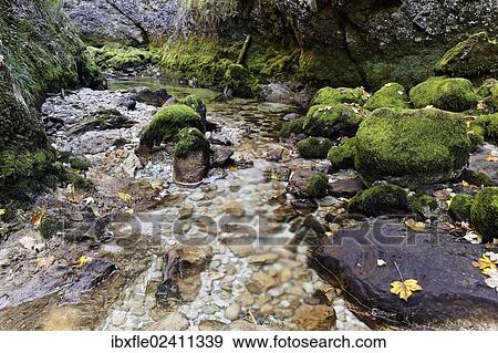 "Moss covered rocks with autumn leaves, Wasserlochklamm gorge, Palfau, Liezen, Upper Styria, Styria, Austria, Europe" View Large Photo Image Stock Photo - "Moss covered rocks with autumn leaves, Wasserlochklamm gorge, Palfau, Liezen, Upper Styria, Styria, Austria, Europe". Fotosearch