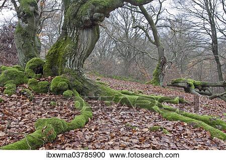 "Moss-covered roots of a Common Beech or European Beech (Fagus sylvatica), Halloh, Albertshausen, North Hesse, Germany, Europe" View Large Photo Image Stock Image - "Moss-covered roots of a Common Beech or European Beech (Fagus sylvatica), Halloh, Albertshausen, North Hesse, Germany, Europe". Fotosearch