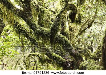 "Moss-covered tree, laurel forest, Garajonay National Park, UNESCO World Heritage Site, La Gomera, Canary Islands, Spain, Europe" View Large Photo Image Stock Photograph - "Moss-covered tree, laurel forest, Garajonay National Park, UNESCO World Heritage Site, La Gomera, Canary Islands, Spain, Europe". Fotosearch