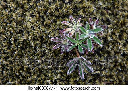 "Moss, emerging Lupine (Lupinus), Iceland, Europe" View Large Photo Image Stock Image - "Moss, emerging Lupine (Lupinus), Iceland, Europe". Fotosearch