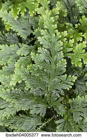 "Moss Fern (Selaginella haematodes), deposits in Ecuador, Venezuela, South America" View Large Photo Image Stock Photo - "Moss Fern (Selaginella haematodes), deposits in Ecuador, Venezuela, South America". Fotosearch