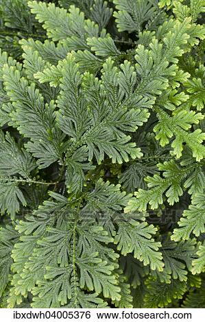 "Moss Fern (Selaginella haematodes), native to Ecuador, Venezuela, South America" View Large Photo Image Stock Photograph - "Moss Fern (Selaginella haematodes), native to Ecuador, Venezuela, South America". Fotosearch
