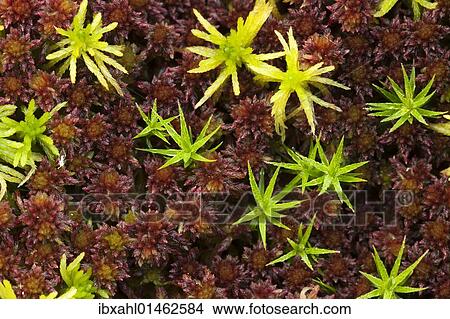 "Moss in the Grosser Filz area, Nationalpark Bayrischer Wald National Park Bavarian Forest, Bavaria, Germany, Europe" View Large Photo Image Picture - "Moss in the Grosser Filz area, Nationalpark Bayrischer Wald National Park Bavarian Forest, Bavaria, Germany, Europe". Fotosearch