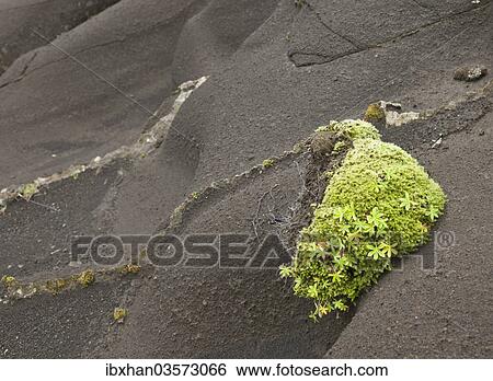 "Moss on tufa rock, Vik, Southern Region, Iceland, Europe" View Large Photo Image Stock Photograph - "Moss on tufa rock, Vik, Southern Region, Iceland, Europe". Fotosearch