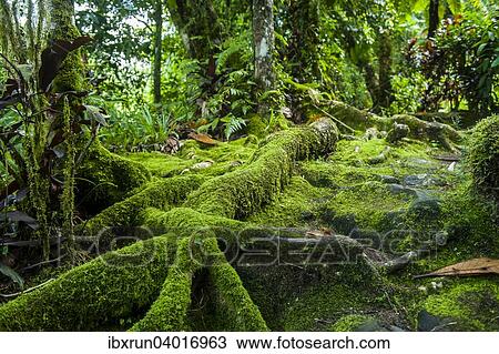 "Moss overgrowing trees, Pohnpei, Micronesia, Oceania" View Large Photo Image Stock Image - "Moss overgrowing trees, Pohnpei, Micronesia, Oceania". Fotosearch