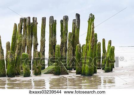 "Moss overgrown groynes, Rantum, Westerland, Sylt, North Frisia, Sylt, North Frisian Islands, Schleswig-Holstein, Germany, Europe" View Large Photo Image Picture - "Moss overgrown groynes, Rantum, Westerland, Sylt, North Frisia, Sylt, North Frisian Islands, Schleswig-Holstein, Germany, Europe". Fotosearch