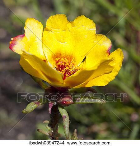Picture - "Moss-rose Purslane (Portulaca grandiflora), North Rhine-Westphalia, Germany, Europe". Fotosearch