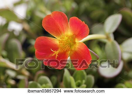 Picture - "Moss-rose Purslane (Portulaca grandiflora), garden plant, Bavaria, Germany, Europe". Fotosearch