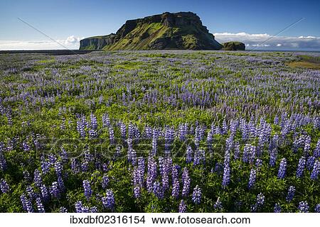 "Mossy mountain, Nootka lupine (Lupinus nootkatensis) at Vik i Myrdal, South Coast, Iceland, Europe" View Large Photo Image Picture - "Mossy mountain, Nootka lupine (Lupinus nootkatensis) at Vik i Myrdal, South Coast, Iceland, Europe". Fotosearch