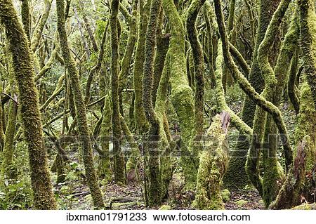"Mossy tree trunks, laurel forest, Garajonay National Park, UNESCO World Heritage Site, La Gomera, Canary Islands, Spain, Europe" View Large Photo Image Stock Image - "Mossy tree trunks, laurel forest, Garajonay National Park, UNESCO World Heritage Site, La Gomera, Canary Islands, Spain, Europe". Fotosearch
