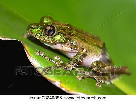 "Mossy Yellow Green Frog (Spinomantis aglavei), Voimana, ostliches Hochland, Madagascar, Africa" View Large Photo Image Stock Photograph - "Mossy Yellow Green Frog (Spinomantis aglavei), Voimana, ostliches Hochland, Madagascar, Africa". Fotosearch