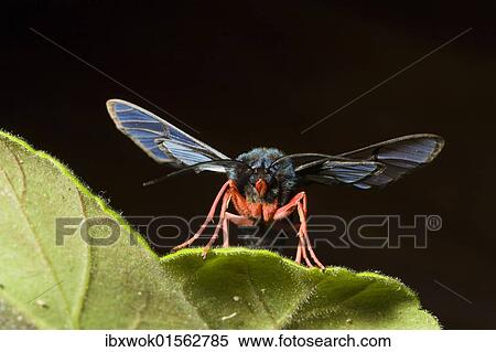 "Moth in mountain rainforest, Braulio Carrillo National Park, Costa Rica, Central America, North America" View Large Photo Image Stock Photography - "Moth in mountain rainforest, Braulio Carrillo National Park, Costa Rica, Central America, North America". Fotosearch