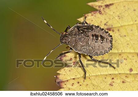 Stock Photograph - "Mottled Shieldbug or Stink Bug (Rhaphigaster nebulosa), larva, Untergroeningen, Baden-Wuerttemberg, Germany, Europe". Fotosearch