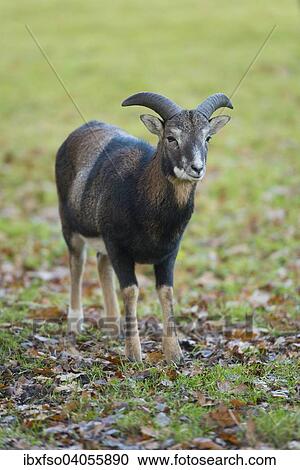 "Mouflon (Ovis ammon musimon), young ram, captive, Lower Saxony, Germany, Europe" View Large Photo Image Stock Image - "Mouflon (Ovis ammon musimon), young ram, captive, Lower Saxony, Germany, Europe". Fotosearch