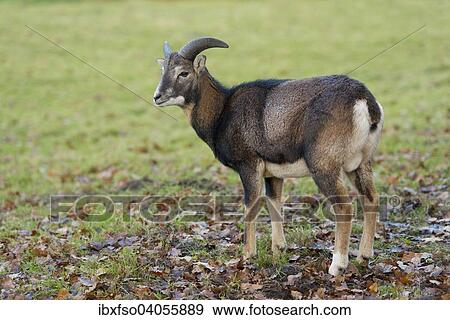 "Mouflon (Ovis ammon musimon), young ram, captive, Lower Saxony, Germany, Europe" View Large Photo Image Stock Photo - "Mouflon (Ovis ammon musimon), young ram, captive, Lower Saxony, Germany, Europe". Fotosearch