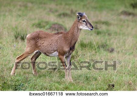 "Mouflon (Ovis orientalis), captive, Germany, Europe" View Large Photo Image Stock Photo - "Mouflon (Ovis orientalis), captive, Germany, Europe". Fotosearch