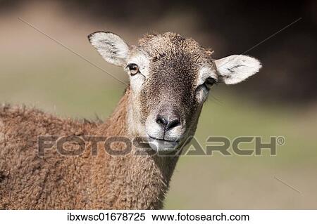 "Mouflon (Ovis orientalis), Germany, Europe" View Large Photo Image Stock Photography - "Mouflon (Ovis orientalis), Germany, Europe". Fotosearch