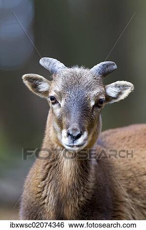 "Mouflon (Ovis orientalis musimon), Daun wildlife park, Rhineland-Palatinate, Germany, Europe" View Large Photo Image Stock Photograph - "Mouflon (Ovis orientalis musimon), Daun wildlife park, Rhineland-Palatinate, Germany, Europe". Fotosearch