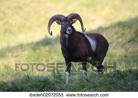 "Mouflon (Ovis orientalis musimon), Unterallgaeu, Allgaeu, Bavaria, Germany, Europe" View Large Photo Image Stock Photography - "Mouflon (Ovis orientalis musimon), Unterallgaeu, Allgaeu, Bavaria, Germany, Europe". Fotosearch