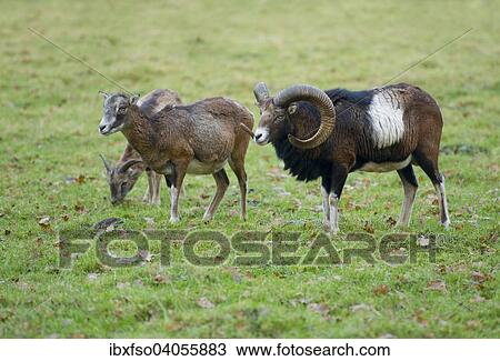 "Mouflons (Ovis ammon musimon), adult females and a mature ram, captive, Lower Saxony, Germany, Europe" View Large Photo Image Stock Image - "Mouflons (Ovis ammon musimon), adult females and a mature ram, captive, Lower Saxony, Germany, Europe". Fotosearch