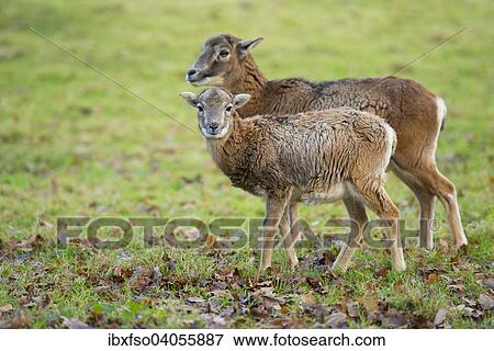 "Mouflons (Ovis ammon musimon), adult female with young, captive, Lower Saxony, Germany, Europe" View Large Photo Image Stock Photo - "Mouflons (Ovis ammon musimon), adult female with young, captive, Lower Saxony, Germany, Europe". Fotosearch
