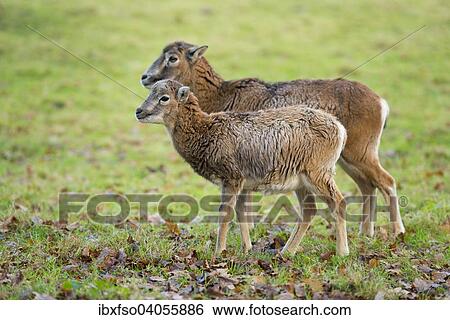 "Mouflons (Ovis ammon musimon), adult female with young, captive, Lower Saxony, Germany, Europe" View Large Photo Image Stock Photograph - "Mouflons (Ovis ammon musimon), adult female with young, captive, Lower Saxony, Germany, Europe". Fotosearch