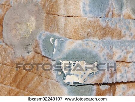"Mould, mildew, mould damage, mould cultures on toast" View Large Photo Image Stock Photo - "Mould, mildew, mould damage, mould cultures on toast". Fotosearch