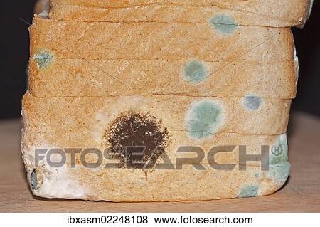 "Mould, mildew, mould damage, mould cultures on toast" View Large Photo Image Stock Photo - "Mould, mildew, mould damage, mould cultures on toast". Fotosearch