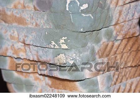 "Mould, mildew, mould damage, mould cultures on toast" View Large Photo Image Stock Photo - "Mould, mildew, mould damage, mould cultures on toast". Fotosearch