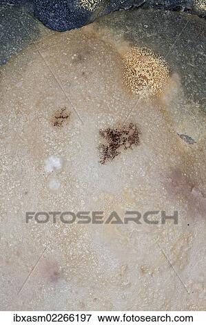 "Mould, spores, mould culture, on sausage" View Large Photo Image Stock Photo - "Mould, spores, mould culture, on sausage". Fotosearch
