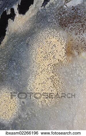 Stock Photograph - "Mould, spores, mould culture, on sausage". Fotosearch