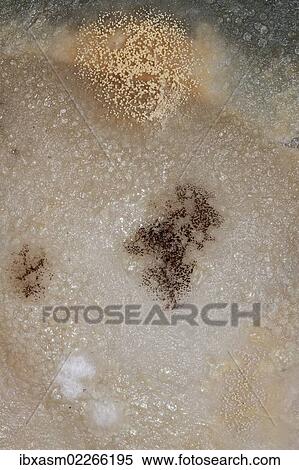 "Mould, spores, mould culture, on sausage" View Large Photo Image Stock Photography - "Mould, spores, mould culture, on sausage". Fotosearch