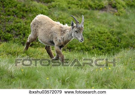 "Moulting Alpine Ibex (Capra ibex), Bernese Oberland, Canton of Bern, Switzerland, Europe" View Large Photo Image Stock Photo - "Moulting Alpine Ibex (Capra ibex), Bernese Oberland, Canton of Bern, Switzerland, Europe". Fotosearch