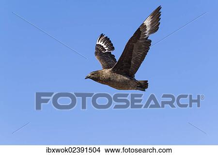 "Moulting Brown Skua (Catharacta antarctica) in flight, Devil Island, Antarctica" View Large Photo Image Picture - "Moulting Brown Skua (Catharacta antarctica) in flight, Devil Island, Antarctica". Fotosearch