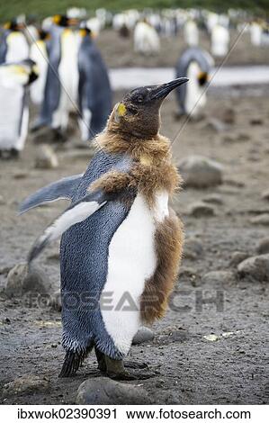 "Moulting King Penguin (Aptenodytes patagonicus), Salisbury Plains, South Georgia, Antarctica" View Large Photo Image Stock Image - "Moulting King Penguin (Aptenodytes patagonicus), Salisbury Plains, South Georgia, Antarctica". Fotosearch
