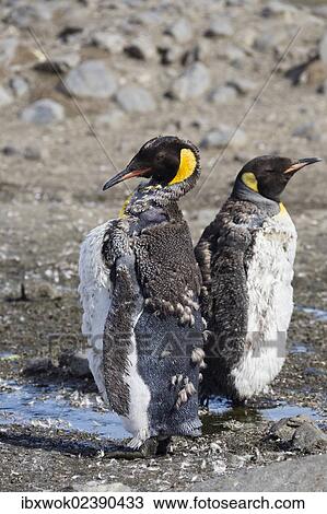 "Moulting King Penguins (Aptenodytes patagonicus), South Georgia, Antarctica" View Large Photo Image Stock Image - "Moulting King Penguins (Aptenodytes patagonicus), South Georgia, Antarctica". Fotosearch