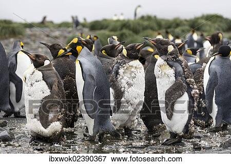 "Moulting King Penguins (Aptenodytes patagonicus), Salisbury Plains, South Georgia, Antarctica" View Large Photo Image Stock Photo - "Moulting King Penguins (Aptenodytes patagonicus), Salisbury Plains, South Georgia, Antarctica". Fotosearch