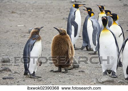 Stock Photo - "Moulting King Penguins (Aptenodytes patagonicus), Salisbury Plains, South Georgia, Antarctica". Fotosearch