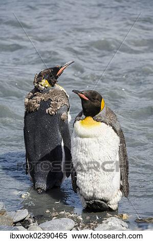 "Moulting King Penguins (Aptenodytes patagonicus), South Georgia, Subantarctic, Antarctica" View Large Photo Image Stock Photography - "Moulting King Penguins (Aptenodytes patagonicus), South Georgia, Subantarctic, Antarctica". Fotosearch