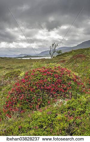 Stock Photo - "Mounds with autumnal colours, Gisloya, Vesteralen, Nordland, Norway, Europe". Fotosearch