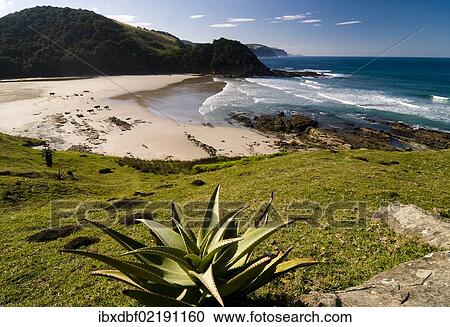 "Mountain Aloe or Snake Aloe (Aloe broomii) in the coastal landscape, Wild Coast, Eastern Cape, South Africa, Africa" View Large Photo Image Stock Image - "Mountain Aloe or Snake Aloe (Aloe broomii) in the coastal landscape, Wild Coast, Eastern Cape, South Africa, Africa". Fotosearch