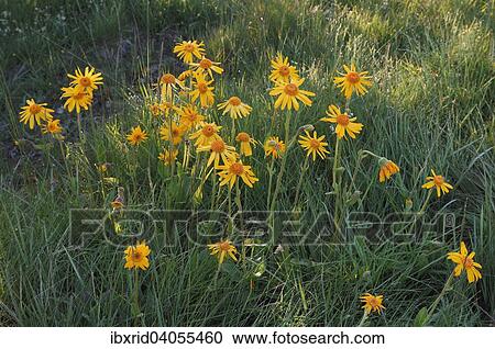 "Mountain Arnica (Arnica montana), North Rhine-Westphalia, Germany, Europe" View Large Photo Image Stock Image - "Mountain Arnica (Arnica montana), North Rhine-Westphalia, Germany, Europe". Fotosearch