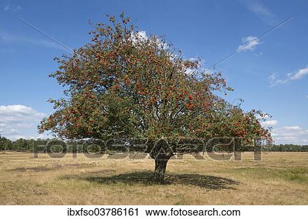 "Mountain Ash or Rowan (Sorbus aucuparia) with red fruits, Schneverdingen, Lower Saxony, Germany, Europe" View Large Photo Image Stock Image - "Mountain Ash or Rowan (Sorbus aucuparia) with red fruits, Schneverdingen, Lower Saxony, Germany, Europe". Fotosearch
