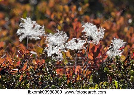 Stock Photo - "Mountain Avens (Dryas octopetala), seeds, Rodefjord, Scoresby Sund, Greenland, North America". Fotosearch
