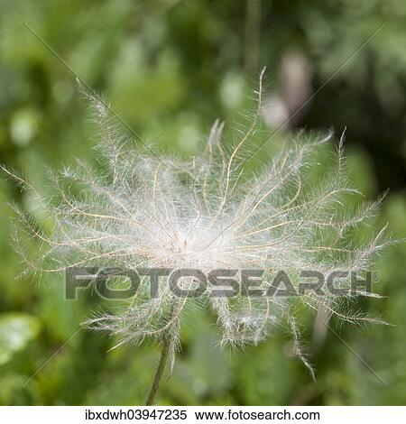 "Mountain avens (Dryas octopetala), North Rhine-Westphalia, Germany, Europe" View Large Photo Image Stock Photography - "Mountain avens (Dryas octopetala), North Rhine-Westphalia, Germany, Europe". Fotosearch
