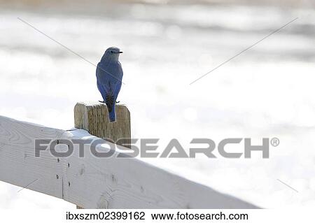 "Mountain Bluebird (Sialia currucoides), Old Faithful, Yellowstone National Park, Wyoming, USA" View Large Photo Image Stock Image - "Mountain Bluebird (Sialia currucoides), Old Faithful, Yellowstone National Park, Wyoming, USA". Fotosearch