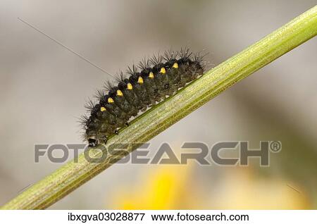 "Mountain Burnet or Scotch Burnet (Zygaena exulans), caterpillar, Sanetschpass, Bernese Alps, Canton of Valais, Switzerland, Europe" View Large Photo Image Stock Photo - "Mountain Burnet or Scotch Burnet (Zygaena exulans), caterpillar, Sanetschpass, Bernese Alps, Canton of Valais, Switzerland, Europe". Fotosearch