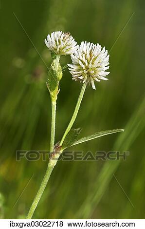 "Mountain Clover (Trifolium montanum), Kaiserstuhl, Baden-Wurttemberg, Germany, Europe" View Large Photo Image Stock Photo - "Mountain Clover (Trifolium montanum), Kaiserstuhl, Baden-Wurttemberg, Germany, Europe". Fotosearch